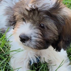 Meet your Posher, Kalli